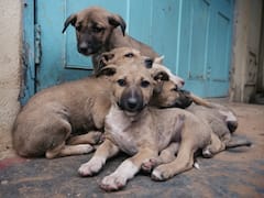 Rs 10,000 Fine In Case Of Mishap: Noida Authority Issues Guidelines For Pet Owners — Check Details