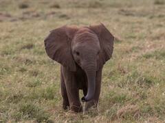 শুঁড় নিয়ে বেসামাল হস্তি শাবক, ছোট্ট হাতির কাণ্ড দেখে হেসে গড়াচ্ছেন নেটিজেনরা