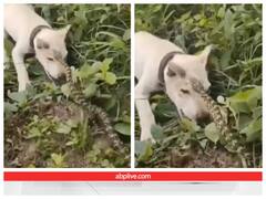 सांप के हमला से बचने के लिए जोर लगाते दिखा कुत्ता, अंत में मिली जीत