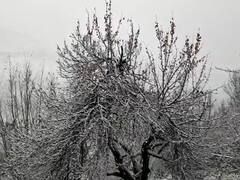 लाहौल-स्पीति में शुरू हुई बर्फबारी, शीतलहर की चपेट में पूरा हिमाचल, इन जिलों के लिए अलर्ट