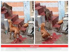 ऐसा बंदर जो मोहल्ले-मोहल्ले घूमकर कुत्तों पर जानलेवा हमला कर रहा है