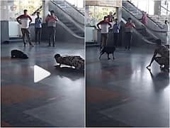 সিআইএসএফ জওয়ানের দেখাদেখি 'ওয়ার্ক আউট' করছে সারমেয়, ভাইরাল ভিডিও