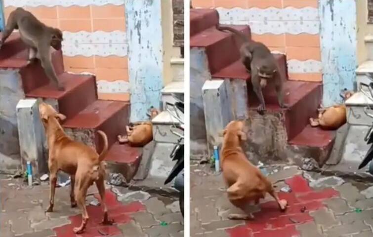 monkey is seen scaring two dogs and attacking them Viral Video: ਅਜਿਹਾ ਬਾਂਦਰ ਜੋ ਆਂਢ-ਗੁਆਂਢ ਵਿੱਚ ਘੁੰਮਦਾ ਹੈ ਅਤੇ ਕੁੱਤਿਆਂ 'ਤੇ ਜਾਨਲੇਵਾ ਹਮਲਾ ਕਰ ਰਿਹਾ ਹੈ