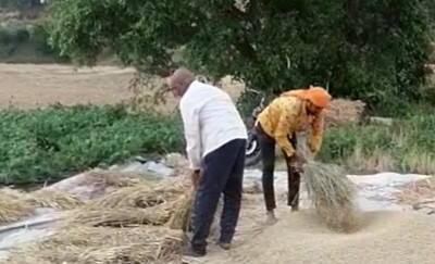 अनेक वर्षांपासून त्यांच्या शेतात भात लावणी केली जाते आणि संपूर्ण कुटुंबमिळून भातकाढणी केली जाते.
