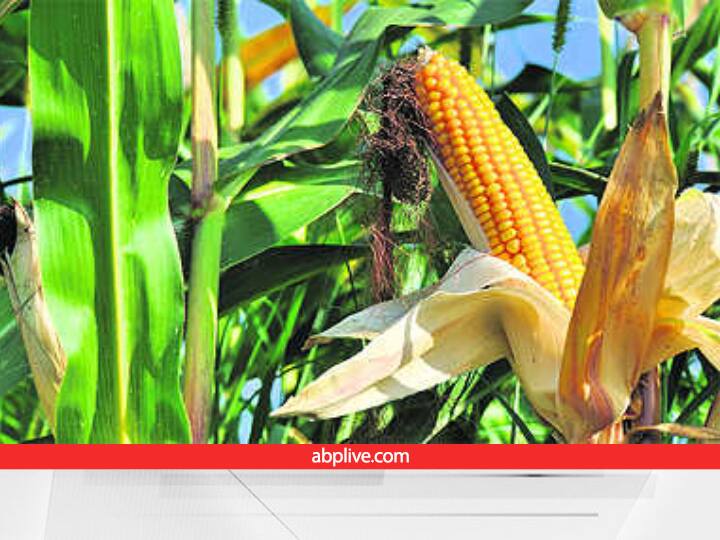 Agriculture Scientists of KVK Bangalore developed new varieties of maize MAH 14-138 and MAH 15-84 Maize Farming: मक्का के दाने सूख जाएं, लेकिन हरा-भरा रहेगा पौधा, पशु चारे के साथ बंपर उपज के लिए उगाएं ये दो किस्में