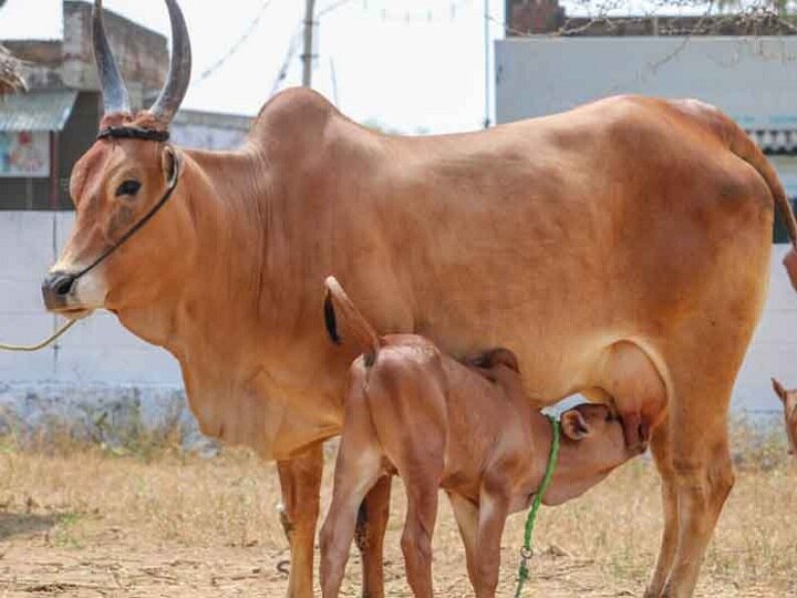 திருநங்கைகளுக்கு பால்பண்ணை -   ராமகிருஷ்ண மடத்திற்கு நீதிபதிகள் பாராட்டு