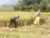 In Pics : मुळशीत भात काढणीची लगबग