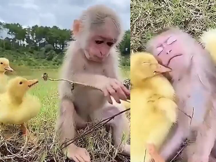 Bureaucrat shares adorable video of baby monkey on childrens day video goes viral Watch Video: குட்டி குரங்குக்கு குழந்தைகள் தின வாழ்த்து... லைக்ஸ் அள்ளும் வீடியோ!