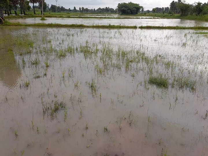 திருவாரூர் மாவட்டத்தில் மீண்டும் கனமழை.. சாகுபடியில் ஈடுபட்டுள்ள விவசாயிகள் வேதனை..