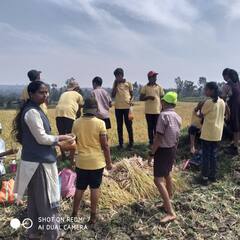 बेळगाव : मराठी विद्यानिकेतन शाळेच्या विद्यार्थ्यांनी घेतला भात कापणीचा अनुभव