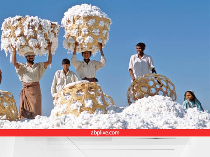 Cotton Price Dropped by one and a half thousand rupees in last 10 days in Jalgaon Cotton Price : शेतकऱ्यांची चिंता वाढली, 10 दिवसात कापसाच्या दरात दीड हजार रुपयांची घसरण