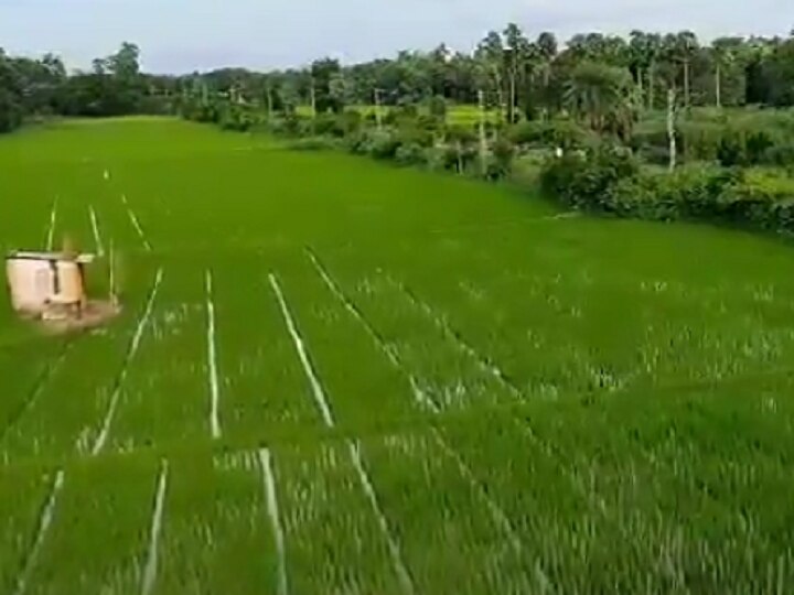 தஞ்சையில் தொடர் மழையால் நெல், கரும்பு பயிர்கள் பாதிப்பு - விவசாயிகள் வேதனை