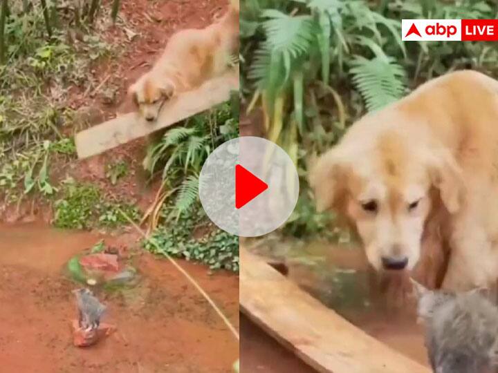 Smart Dog helps cat kitten crossing the river with trick an idea viral video डॉग ने कैट से कहा 