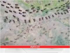 जब जानी दुश्मनों का हुआ आमना-सामना... एक जगह से गुजरते नजर आए चीटियां और दीमक