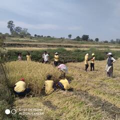 बेळगाव : मराठी विद्यानिकेतन शाळेच्या विद्यार्थ्यांनी घेतला भात कापणीचा अनुभव