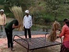 In Pics : मुळशीत भात काढणीची लगबग