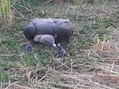 दरभंगा के खेत में मिला रहस्यमयी गिद्ध, शरीर पर लगे थे सेंसर, ग्रामीणों में डर, पुलिस भी हैरान