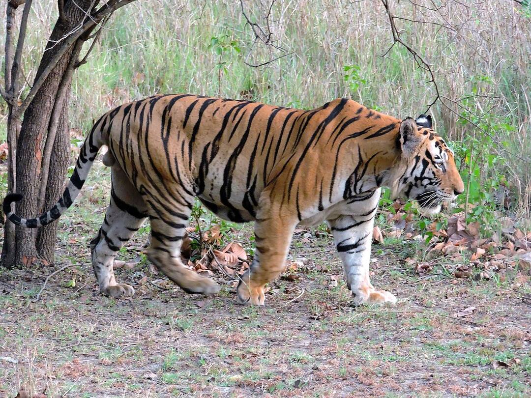 Adilabad Bheempur Tigers roaming attacks Cow video virals DNN Tigers Roaming : ఆదిలాబాద్ వాసులను హడలెత్తిస్తున్న పులులు, భీంపూర్ లో ఆవుపై దాడి!