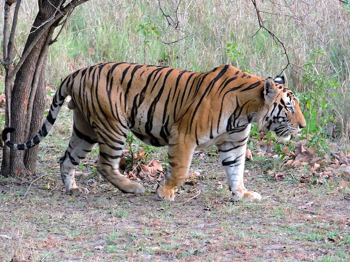 Adilabad Bheempur Tigers roaming attacks Cow video virals  DNN Tigers Roaming : ఆదిలాబాద్ వాసులను హడలెత్తిస్తున్న పులులు, భీంపూర్ లో ఆవుపై దాడి!