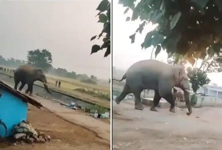 angry elephant is seen lifting bike with its trunk and throwing it like a football Viral Video: ਹਾਥੀ ਨੂੰ ਆਈਆ ਗੁੱਸਾ ਤਾਂ ਬਾਈਕ ਨੂੰ ਬਣਾ ਦਿੱਤਾ ਫੁੱਟਬਾਲ, ਸੁੰਡ ਨਾਲ ਚੁੱਕ ਕੇ ਸੁੱਟਿਆ