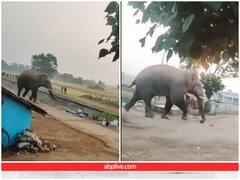 हाथी को आया गुस्सा तो बाइक को बना दिया फुटबॉल, सूंड से उठाकर फेंका