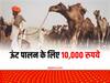 Camel Protection Scheme: 'रेगिस्तान का जहाज' ऊंट पालने के लिए 10,000 रुपये देगी सरकार, क्या हैं इसके फायदे...यहां जानिए