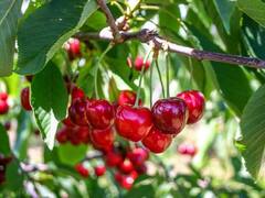 हैरान हो जाएंगे जानकर चेरी खाने के फायदे, आनिद्रा से लेकर इन 5 बीमारियों में पहुंचाता है फायदा