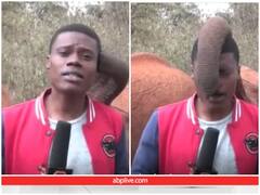 रिपोर्टिंग के दौरान रिपोर्टर के साथ हाथी ने मसखरी, हंसते-हंसते लोट-पोट हो जाएंगे