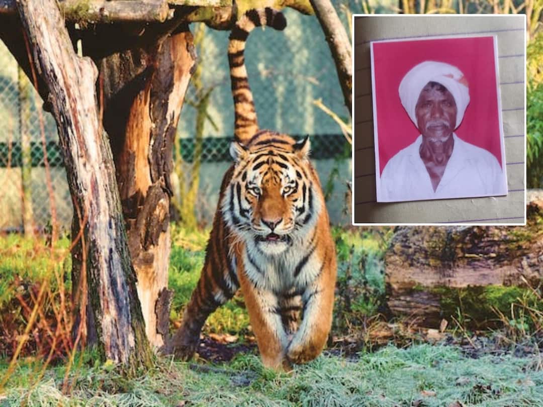 Kumuram Bheem Asifabad District farmer killed in Tiger attack DNN Tiger Attack : ఆసిఫాబాద్ జిల్లాలో విషాదం, పెద్ద పులి దాడిలో రైతు మృతి