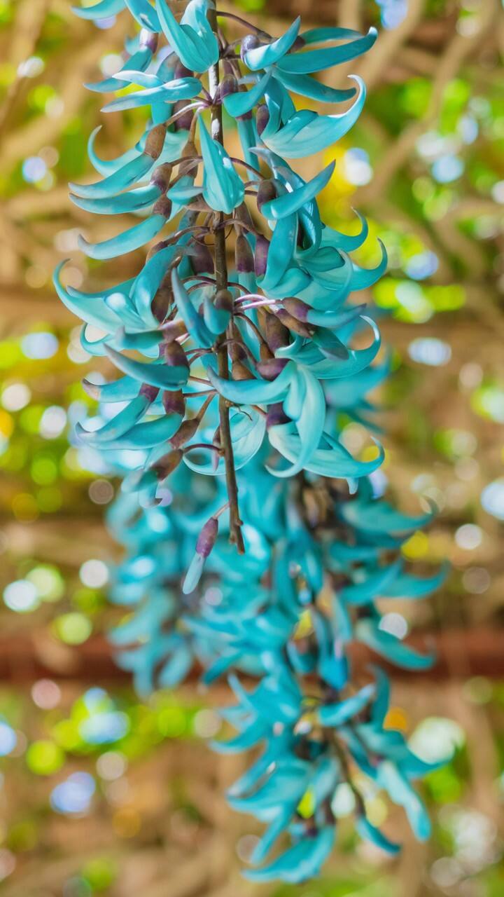 ஜேட் வைன்