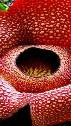 பூக்கள் பூக்கும் தருணம்...உலகில் உள்ள 10 அரிய மலர்கள்!