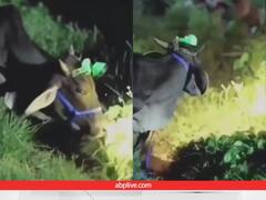 अब रात में भी घास चर सकेंगी गाय, शख्स ने सिर पर जुगाड़ से फिट कर दिया टॉर्च