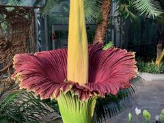 பூக்கள் பூக்கும் தருணம்...உலகில் உள்ள 10 அரிய மலர்கள்!