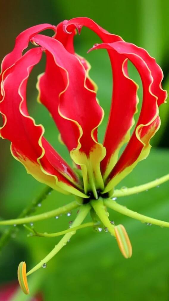 Rarest Flowers In The World Middlemist’s Red Franklin Tree Flower