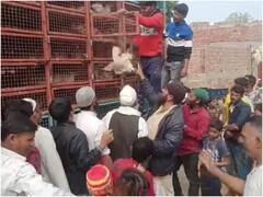 नगर निकाय चुनाव से पहले वोटरों को लुभाने का अनोखा तरीका, पूर्व चेयरमैन हाजी इस्लाम ने बांटे मुर्गे