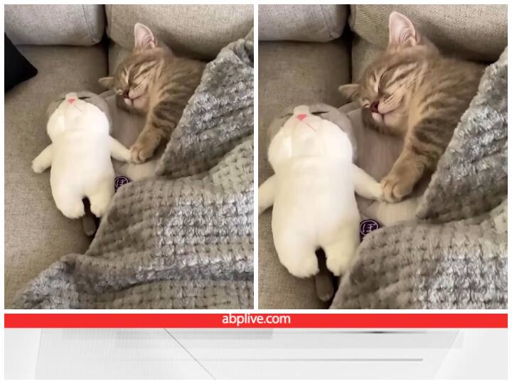 अपने खिलौने को पकड़कर सो रही है बिल्ली, Video देखकर हंसी आ जाएगी cat sleeps with soft toy winning internet users viral video अपने खिलौने को पकड़कर सो रही है बिल्ली, Video देखकर हंसी आ जाएगी
