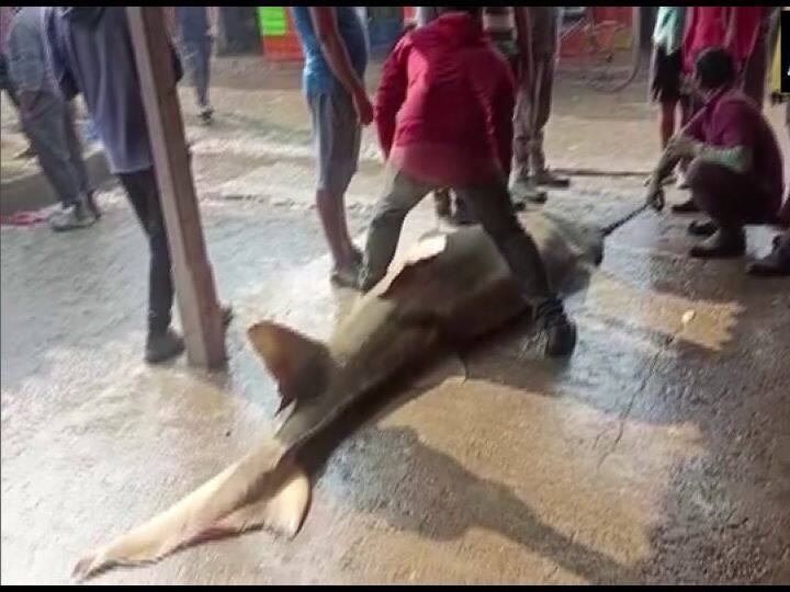 A rare carnivorous species fish Sailor Marlin weighing 550kg netted in  fisherman so expensive fish  ओडिशा में मछुआरे ने पकड़ी 550 किलो की दुर्लभ  मछली, कीमत और खूबी जानकर उड़ जाएंगे होश