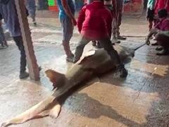 ஒடிசாவில் வலையில் சிக்கிய 550 கிலோ எடை கொண்ட செய்லர் மார்லின் மீன்.. ரூ.1 லட்சத்துக்கு விற்பனை
