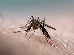 Kerala Dengue Spike: Govt Issues Alert In 7 Districts, To Hold Weekly 'Dry Day' Campaign