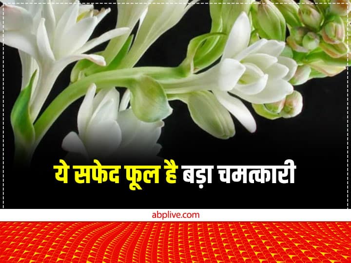 Vastu Plants: पेड़ पौधे न सिर्फ घर की शोभा बढ़ाते हैं बल्कि ये रिश्तों को भी मजबूत करते है. ऐसा ही एक पौधा है, रजनीगंधा. वैवाहिक जीवन की समस्या से राहत पाने के लिए इसे घर में लगाना शुभ होता है.