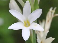 Vastu Tips: ખૂબ જ કમાલનું છે આ સફેદ ફૂલ, બેડરૂમમાં સજાવવાથી થશે અનેક ફાયદા