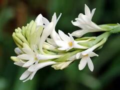 Vastu Tips: ખૂબ જ કમાલનું છે આ સફેદ ફૂલ, બેડરૂમમાં સજાવવાથી થશે અનેક ફાયદા