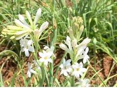 Vastu Tips: बडे कमाल का है ये सफेद फूल, बेडरूम में इसे सजाने से पति-पत्नी के रिश्ते में बनी रहती है मिठास