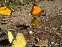 பட்டாம்பூச்சி கூப்பிடும்போது பூவே ஓடாதே...பல்வேறு வகையான அழகிய பட்டாம்பூச்சிகள்!