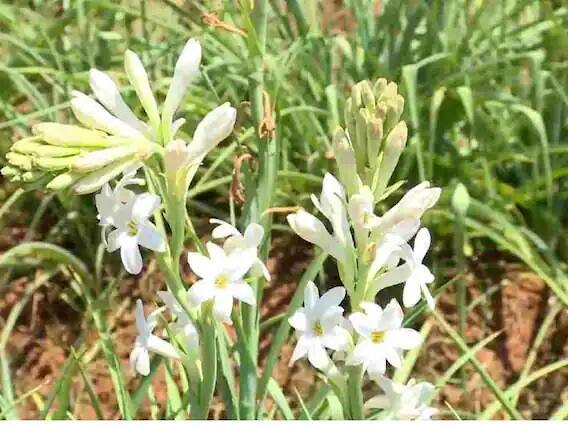 શાસ્ત્રો અનુસાર રજનીગંધાની સુગંધ ઘરમાંથી નકારાત્મકતા દૂર કરે છે. તેને ઘરમાં રાખવાથી કીર્તિ, ધન અને સમૃદ્ધિ જળવાઈ રહે છે.