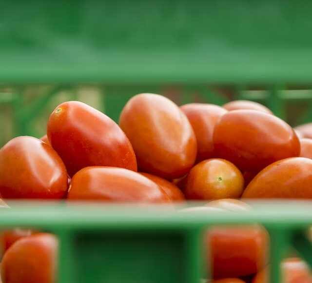 Agriculture news The price of Tomato has increased Maharashtra Bhandara Tomato : दिलासादायक! टोमॅटोच्या दरात वाढ, शेतकऱ्यांना मिळतोय फायदा; पाकिस्तानमध्ये निर्यात वाढली 