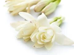 Vastu Tips: ખૂબ જ કમાલનું છે આ સફેદ ફૂલ, બેડરૂમમાં સજાવવાથી થશે અનેક ફાયદા