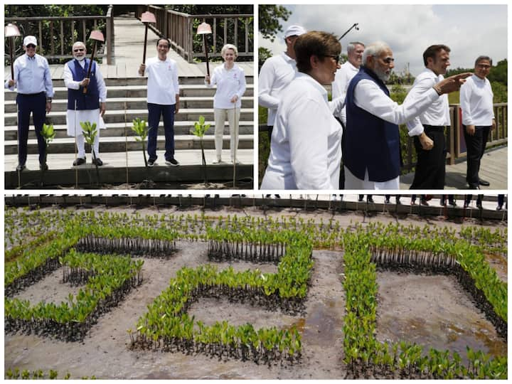 Prime Minister Narendra Modi, along with other world leaders planted mangroves in Bali's largest mangrove forest Taman Hutan Raya Ngurah Rai on the sidelines of the G-20 Summit.