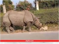 सड़क किनारे सो रहे कुत्ते के पास पहुंचा गैंडा, देखते ही हो गई हालत खराब