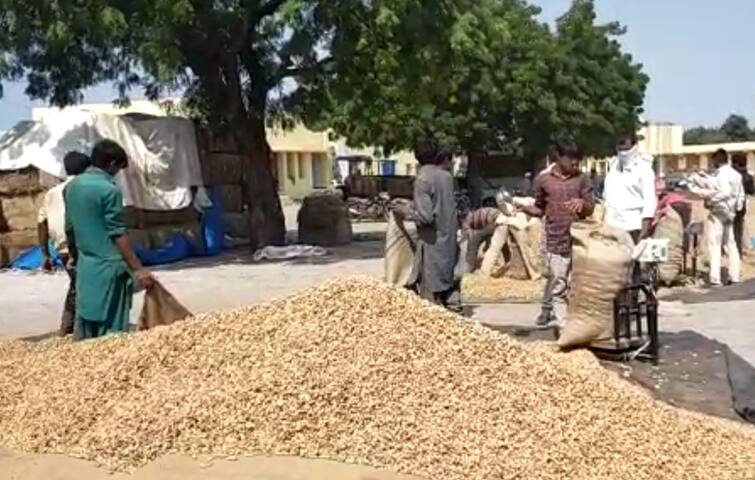 Gujarat Agriculture News:  Mahuva APMC Stop levy on groundnut  know the reason Gujarat Agriculture News:  સૌરાષ્ટ્રના આ જાણીતા માર્કેટિંગ યાર્ડમાં  મગફળીની આવક પર લગાવાઈ રોક, જાણો શું છે કારણ